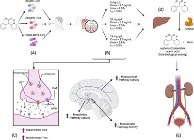 Methylphenidate can help reduce weight, appetite, and food intake—a narrative review of adults’ anthropometric changes and feeding behaviors